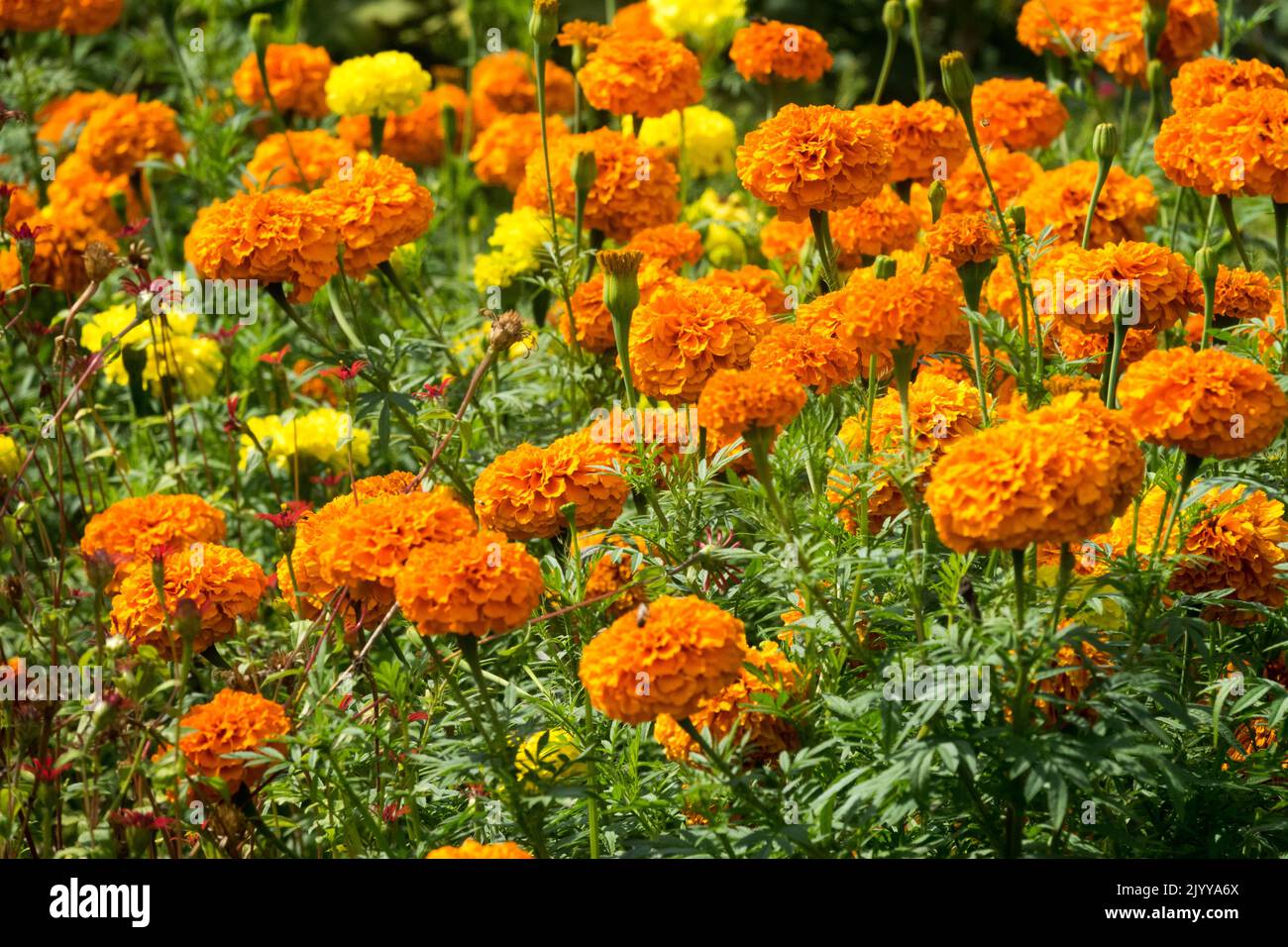 Orange Blumenbeet Afrikanische Ringelblumen Tagesetes erecta, krautige Annualpflanzen, Blumenbeet im Spätsommer, Ringelblumen, Blumen Stockfoto