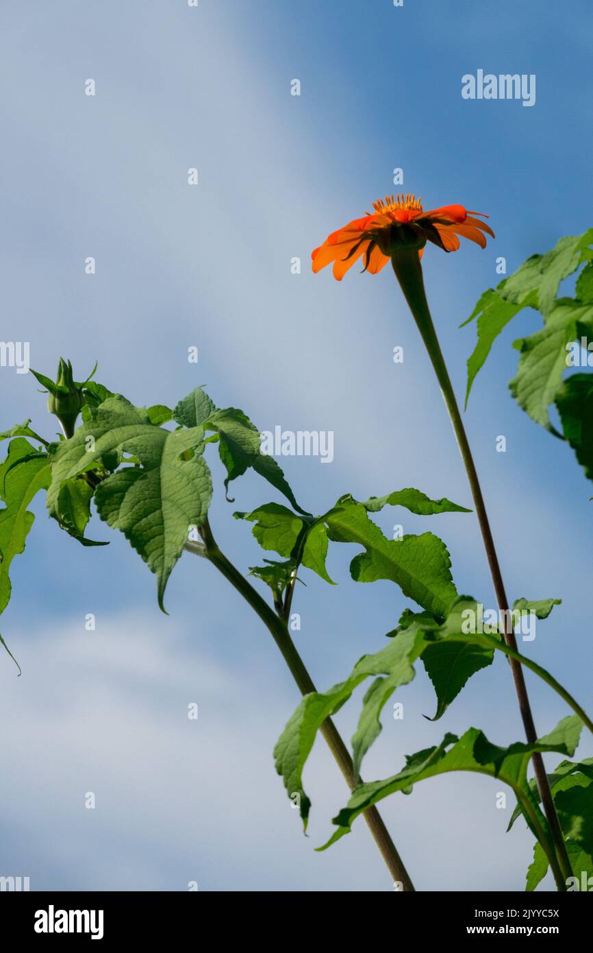 Mexikanische Sonnenblume, Tithonia rotundifolia, Blume, Porträt, Single, Tithonia, Rot, Blüte, Krautig, Pflanze Stockfoto