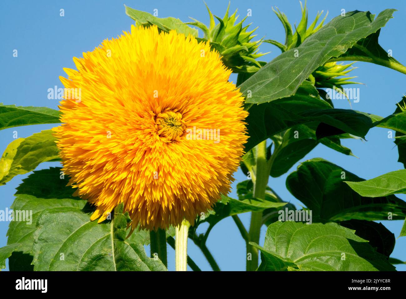 Helianthus 'Teddybär', Blume, Helianthus annuus 'Teddybär' Single, Blüte, Gartenblume Stockfoto