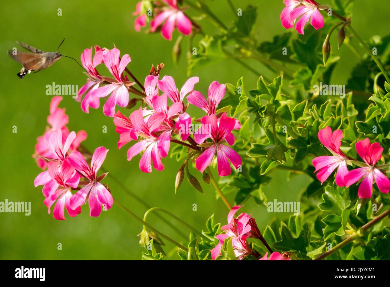 Mottenfliegendes Insekt Hummingbird Hawk-Motte Macroglossum stellatarum Nektaring Pelargoniums Blumen, Pink Pelargonium Blumen Insekt fliegt nicht Honig Stockfoto