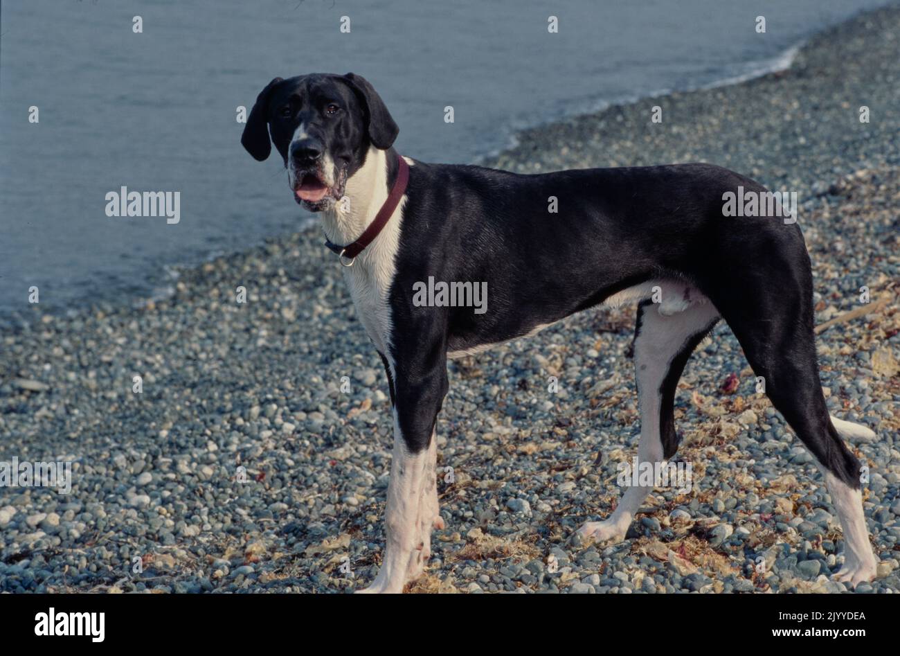 Toller Däne im dunkelroten Kragen am Strand, der mit der Zunge nach außen auf die Kamera schaut Stockfoto