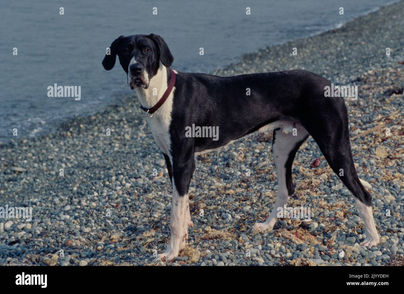 Toller Däne im dunkelroten Kragen am Strand Stockfoto