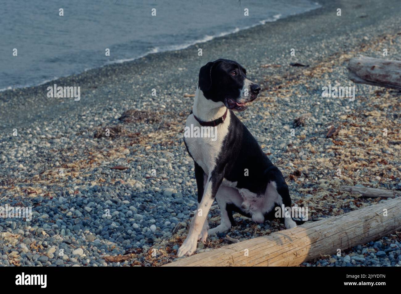 Toller Däne im dunkelroten Kragen auf Log und mit offenem Mund auf die Kamera schauend Stockfoto