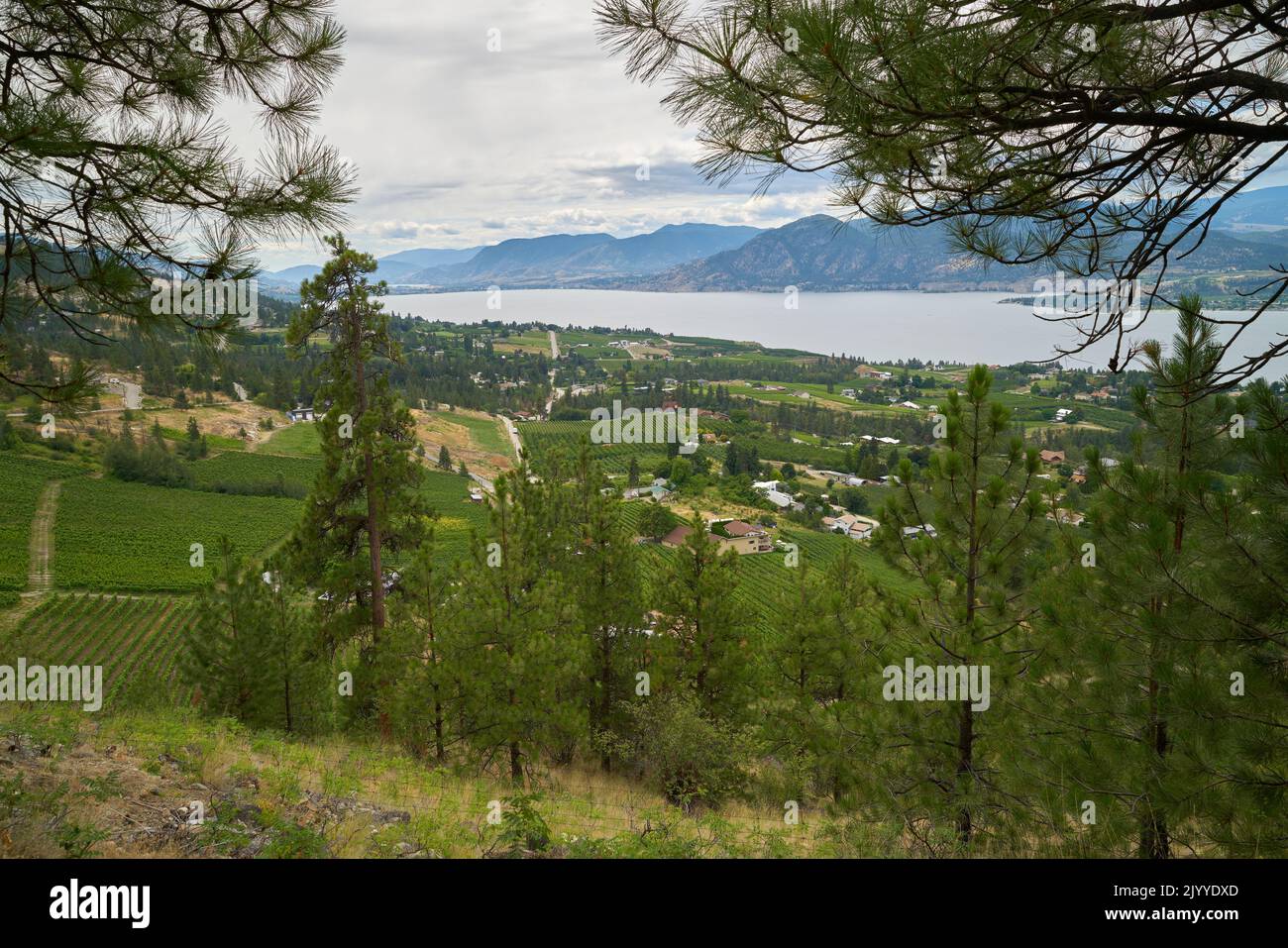Naramata Bench Vineyards und Okanagan Lake. Hügel voller Weinberge und Blick auf den Okanagan Lake von oberhalb von Naramata, British Columbia, Kanada. Stockfoto