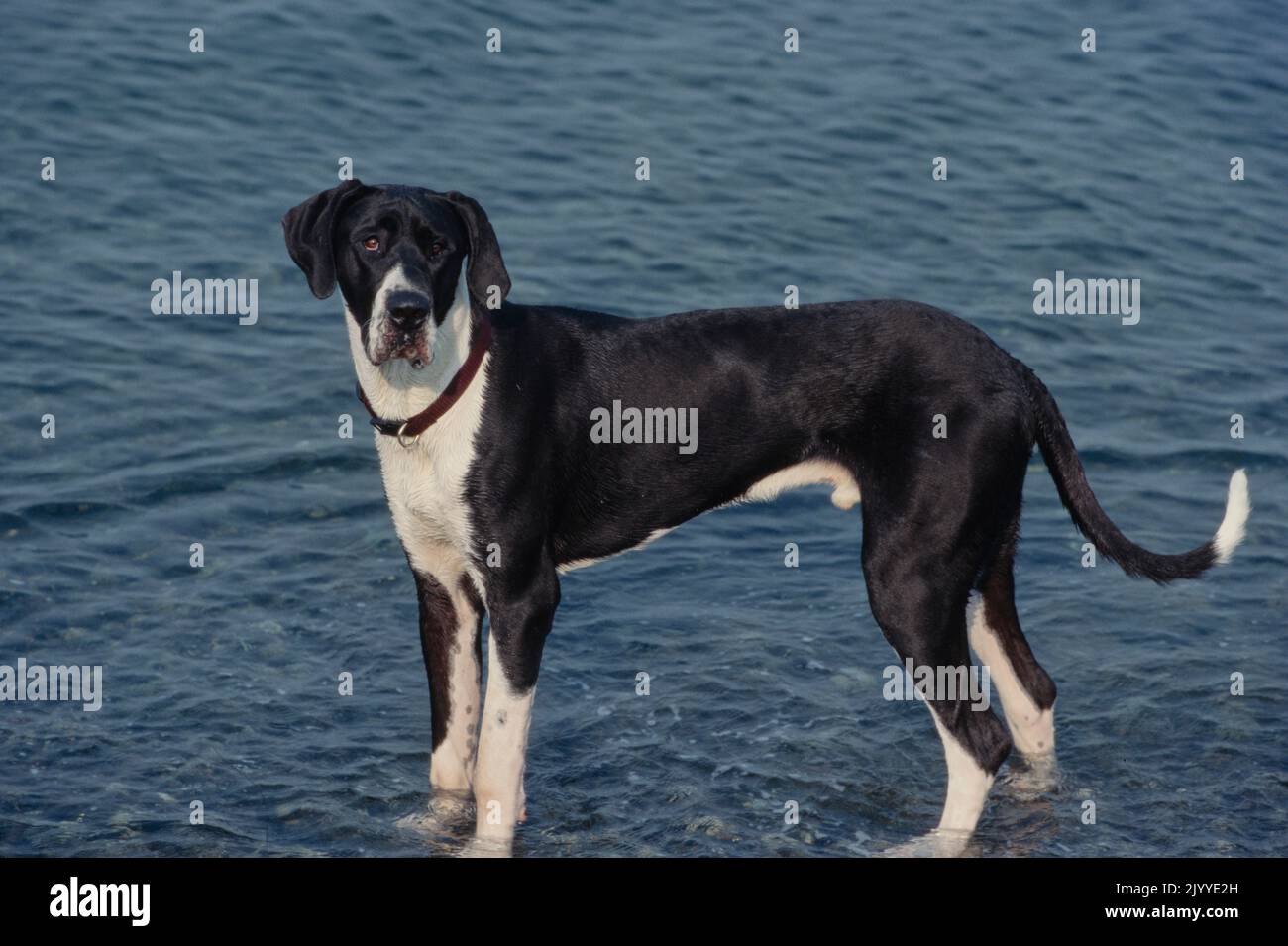 Deutsche Dogge mit dunkelrotem Kragen, der im Wasser steht Stockfoto