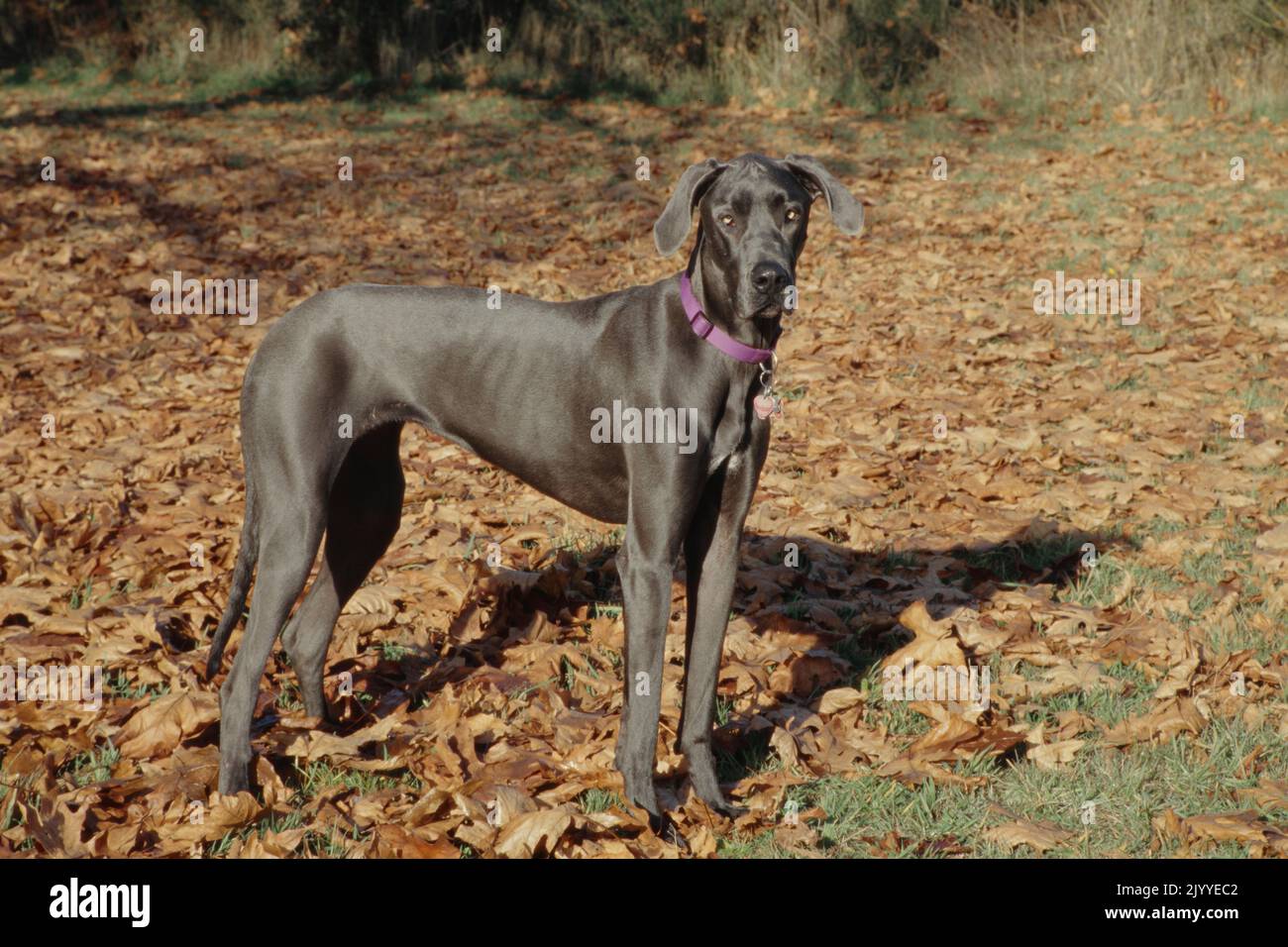 Die große Dänen stehen in den Blättern und sehen richtig aus