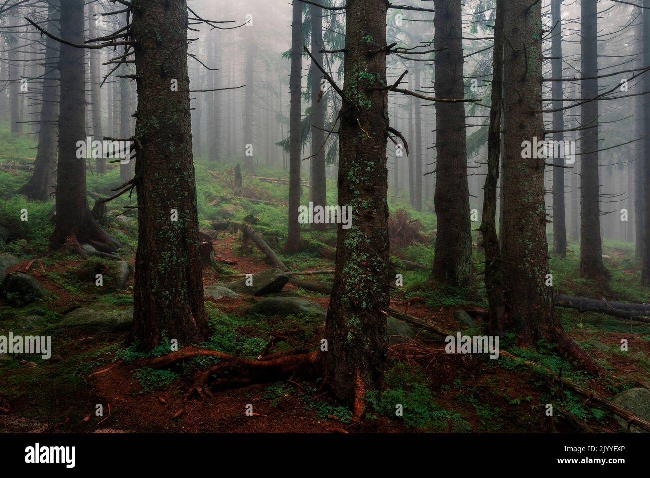 Karkonosze Wald im Nebel Stockfoto