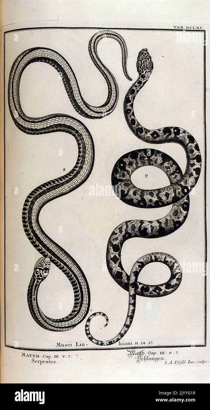 Gravur mit zwei verschiedenen Schlangenarten. Stockfoto