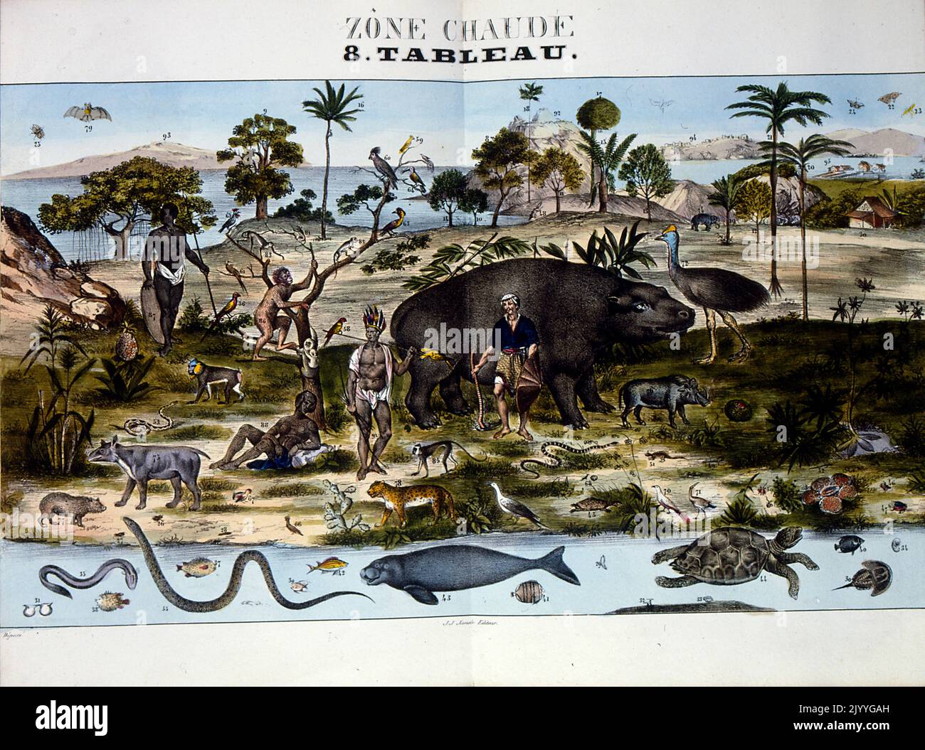 Farbige Illustration mit dem Titel „heißes Klima“, in der Tiere und Menschen in einem wärmeren Lebensraum dargestellt werden, z. B. Schlangen, Wildkatzen, Affen, Aale, Afrikaner, Kaukasischer Mann. Stockfoto