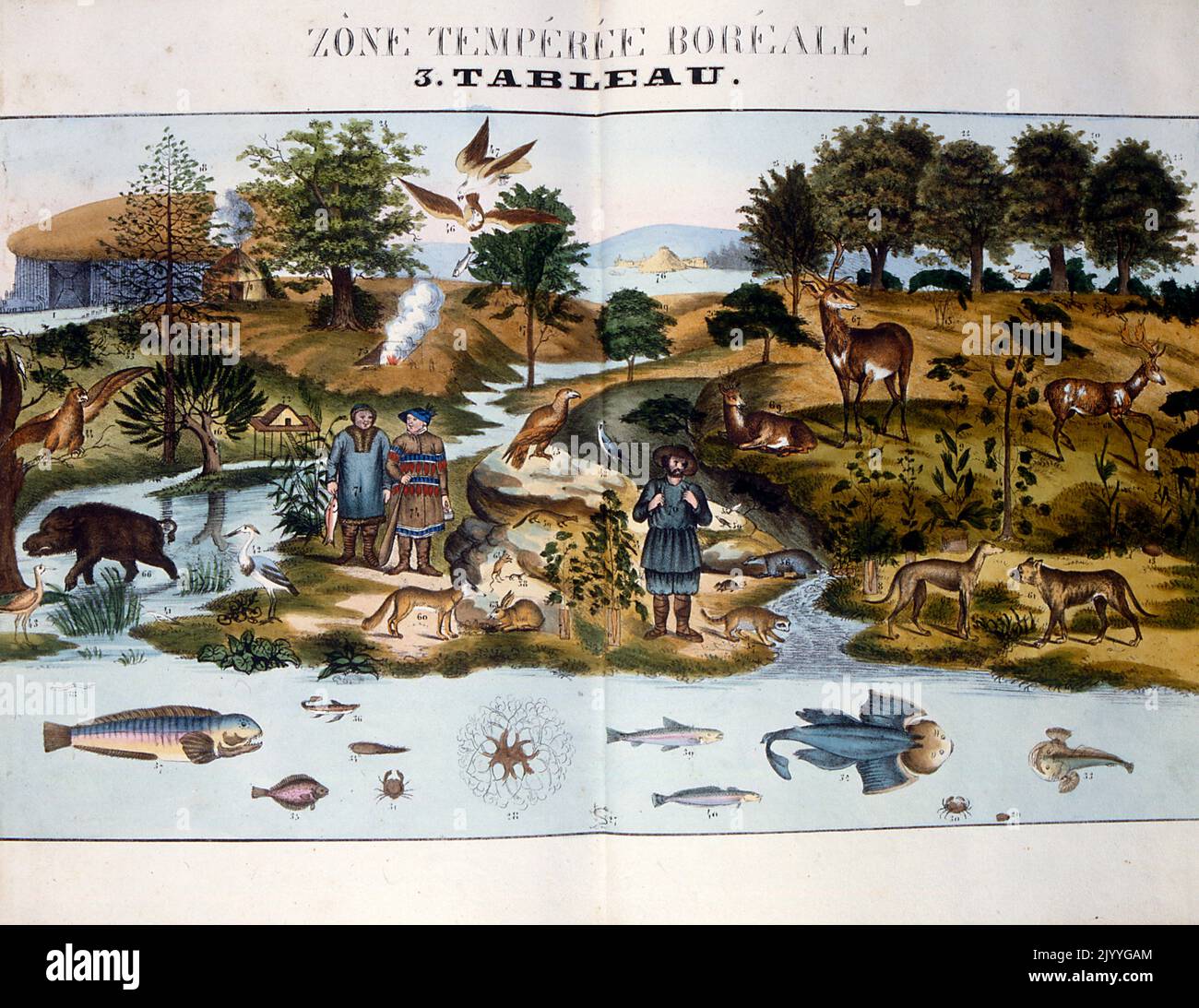 Farbige Illustration mit dem Titel „Nordtemperatur“, die Tiere und Menschen in einem nördlichen Lebensraum zeigt, zum Beispiel: Rehe, Kaninchen, Greifvögel, Gelee-Fische. Stockfoto