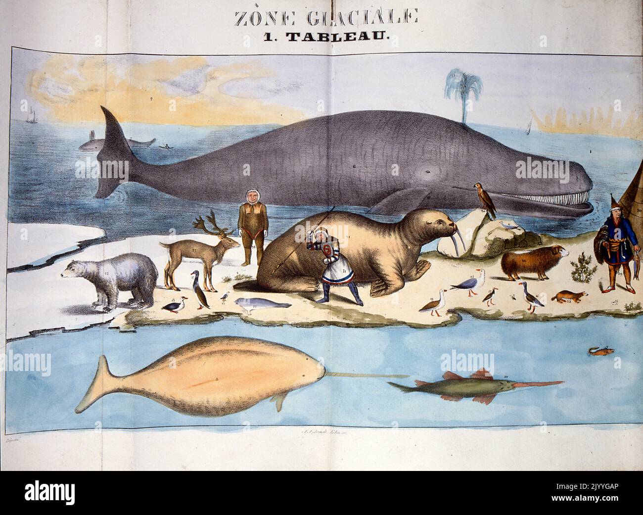 Farbige Illustration mit dem Titel „Frozen Zone“, die Tiere und Menschen in der Arktis zeigt. Stockfoto