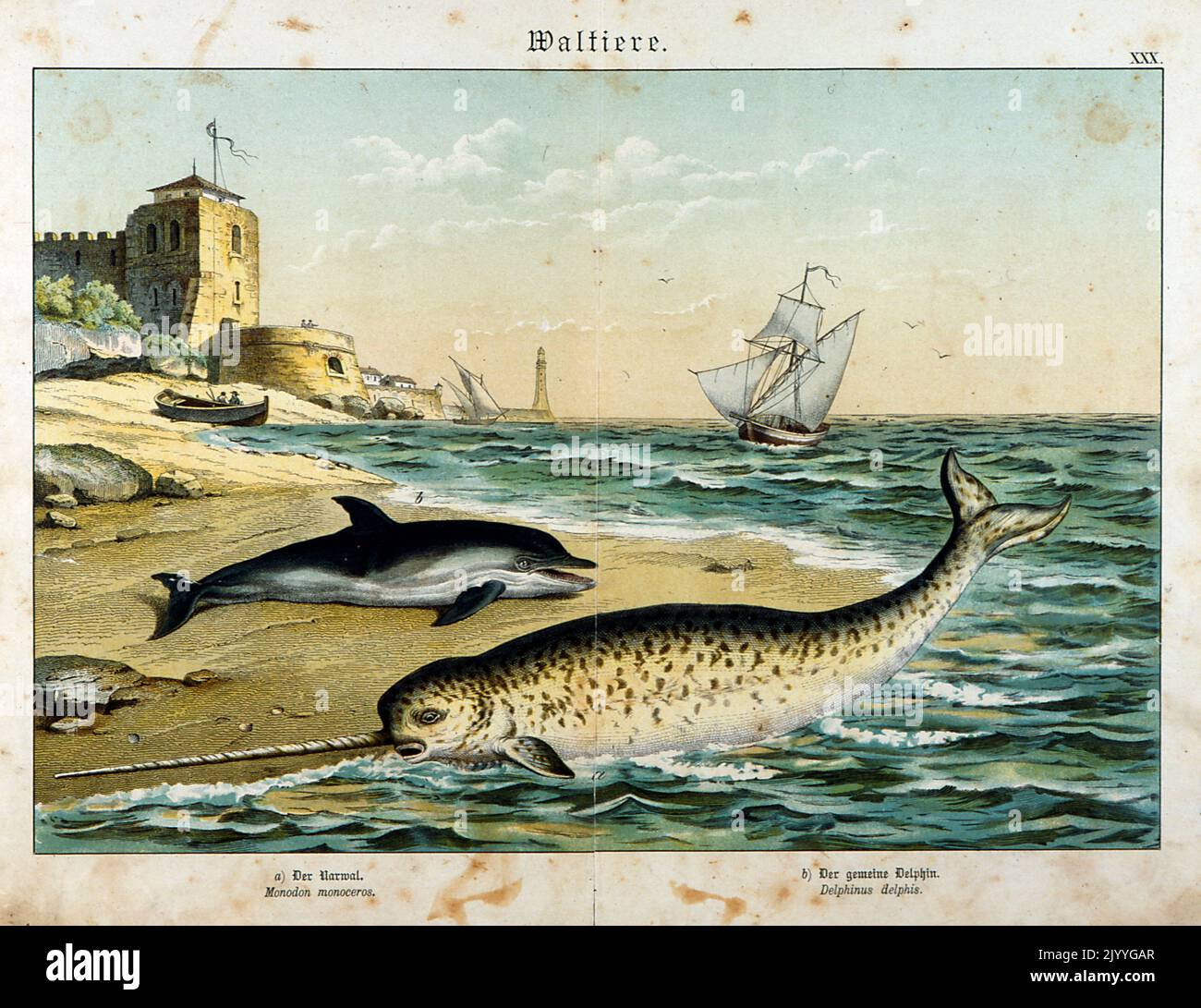 Farbige Illustration mit Walen, die auf dem Strand liegen. Stockfoto