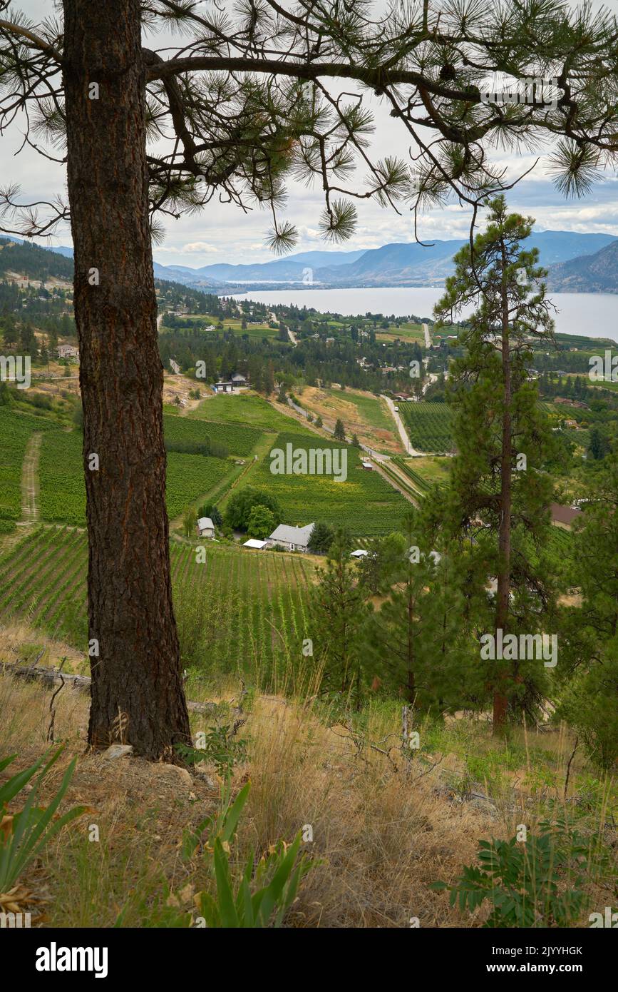Naramata Bench Vineyards und Okanagan Lake vertikal. Hügel voller Weinberge und Blick auf den Okanagan Lake von oberhalb von Naramata, British Columbia, Kanada Stockfoto