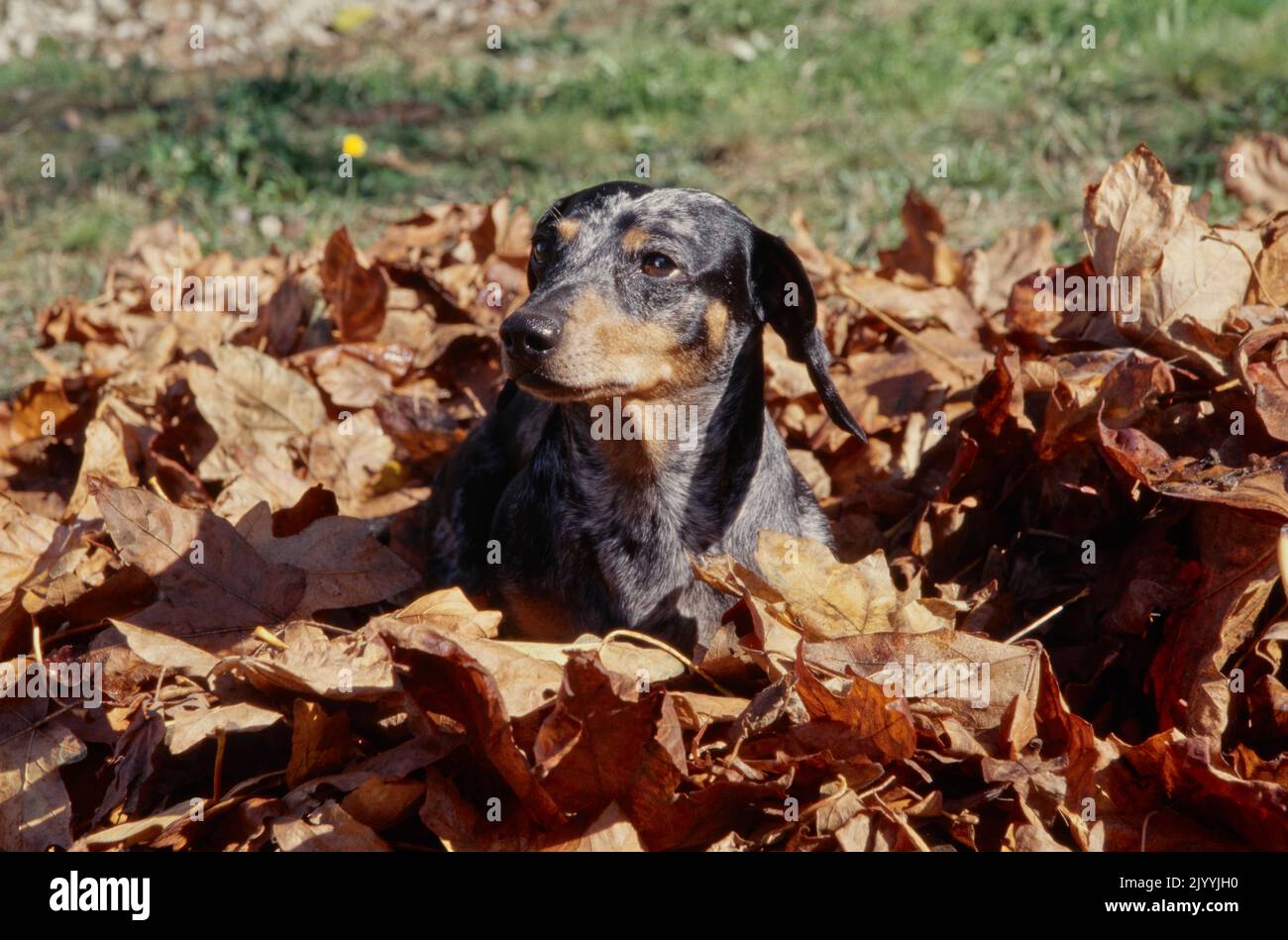 Dackel im Stapel der Blätter Stockfoto