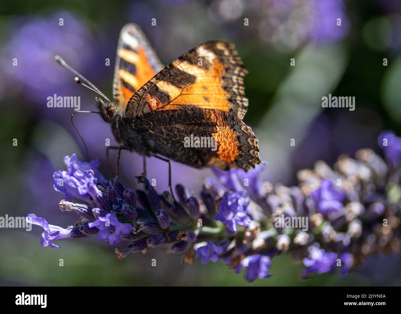 Schmetterling trinkt im Sommer Nektar aus einer blühenden lila Lavendelblüte Stockfoto