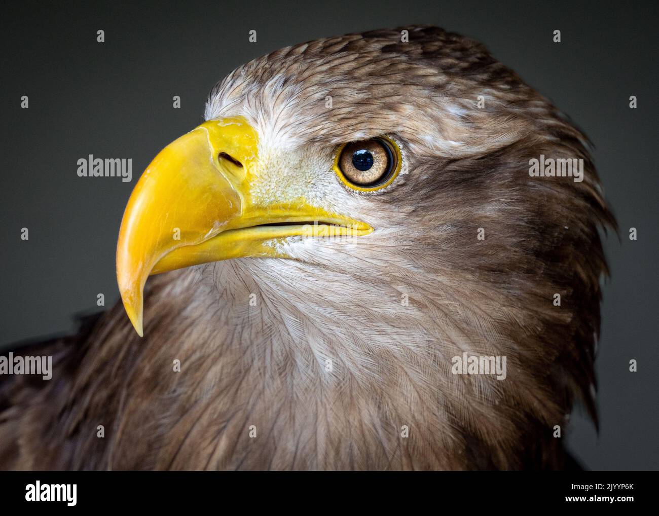 White Tailed Eagle – Nahaufnahme mit gelbem Schnabel und schlichtem grauen Hintergrund Stockfoto