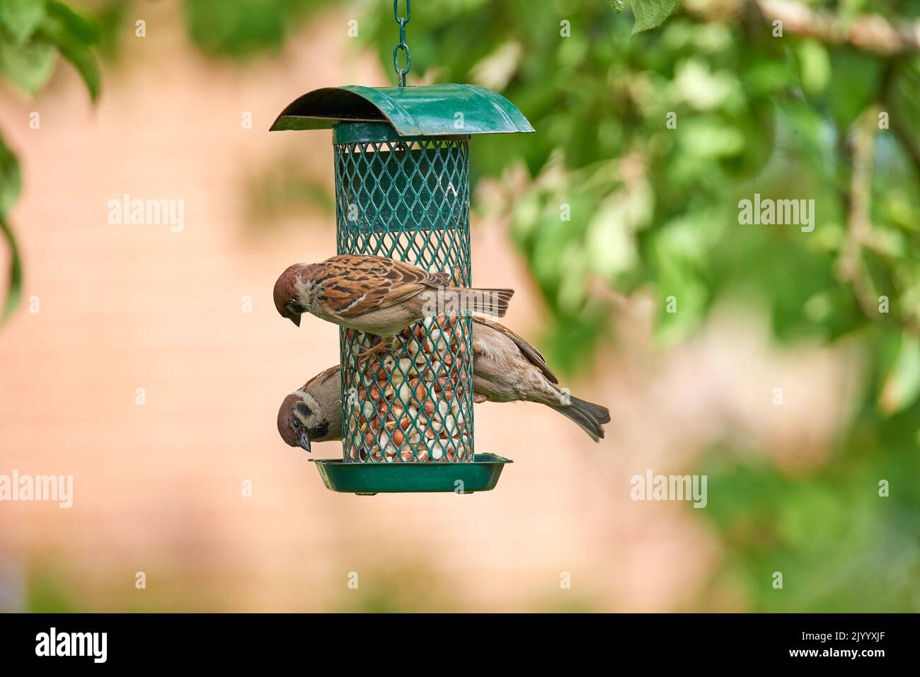 Sperling. Sperlinge sind eine Familie kleiner Singvögel, Passeridae. Sie sind auch als wahre Spatzen oder Spatzen der Alten Welt bekannt, für die auch Namen verwendet werden Stockfoto