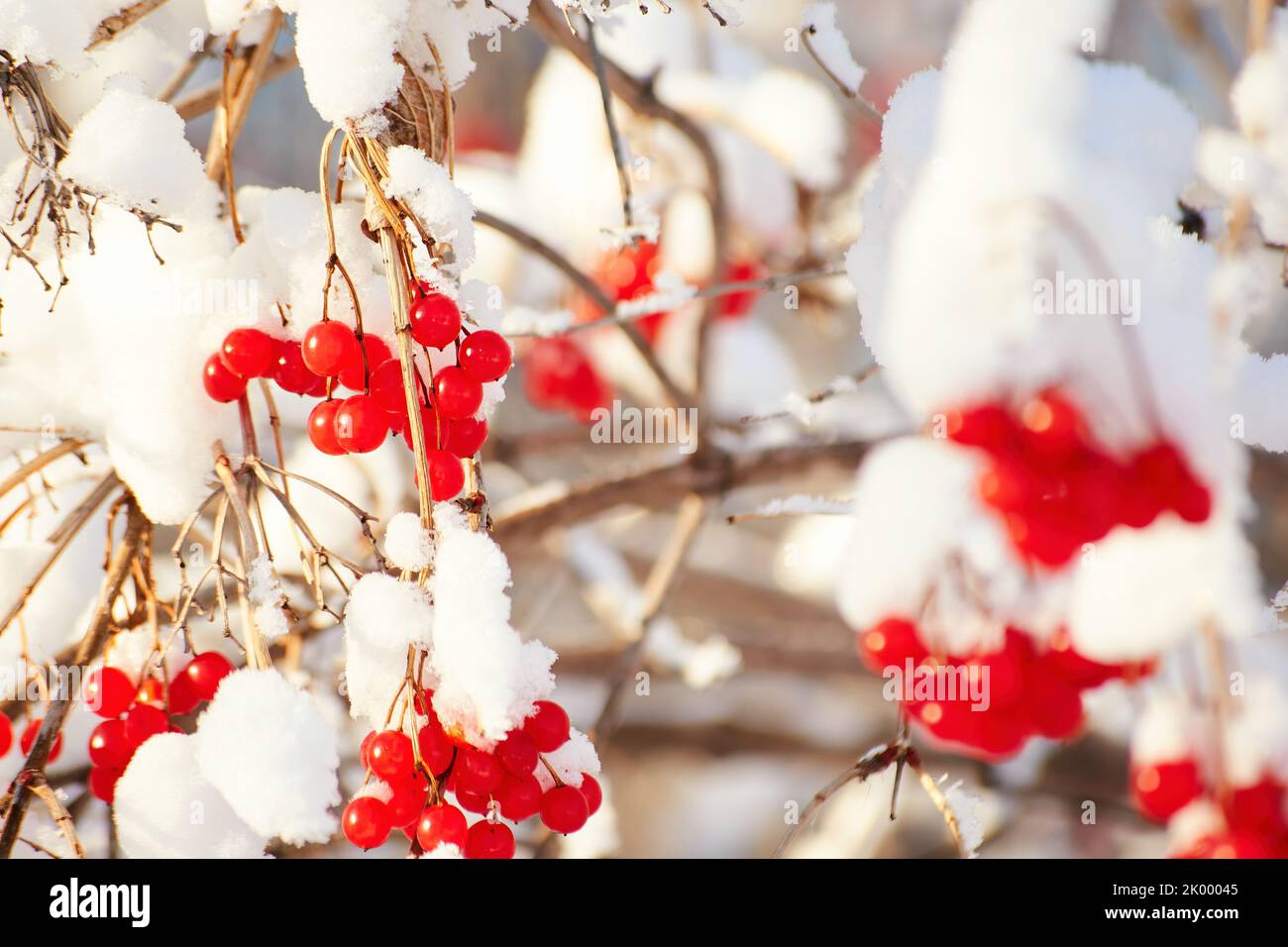 Viele Eberesche unter dem Schnee und Reim auf dem Baumzweig im Winterwald. Saisonales Winterfutter für Vögel Stockfoto