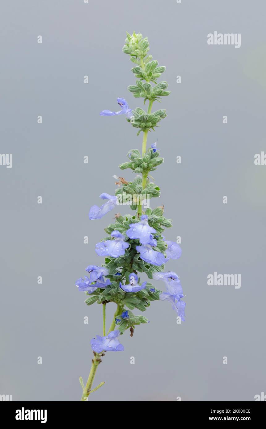 Azure Blue Sage, Salvia Azurea Stockfoto