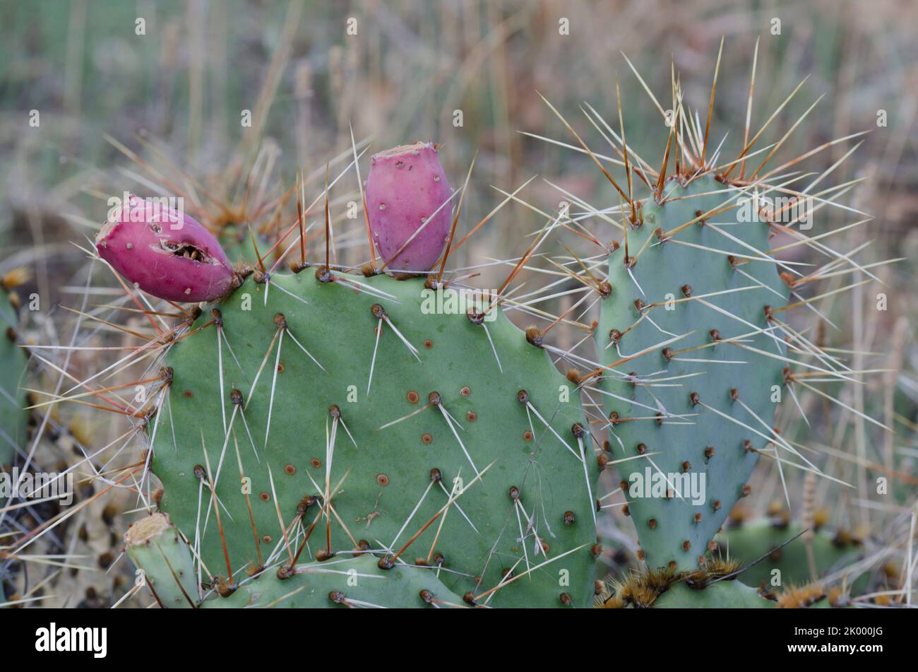 Prachtpfirsich, Opuntia macrorhiza, mit Früchten Stockfoto