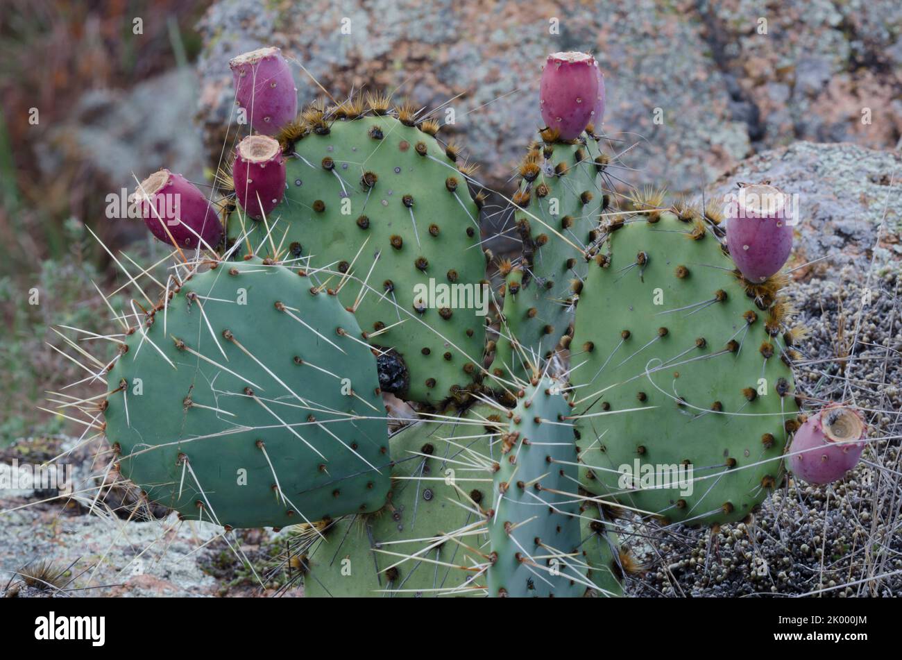 Prachtpfirsich, Opuntia macrorhiza, mit Früchten Stockfoto
