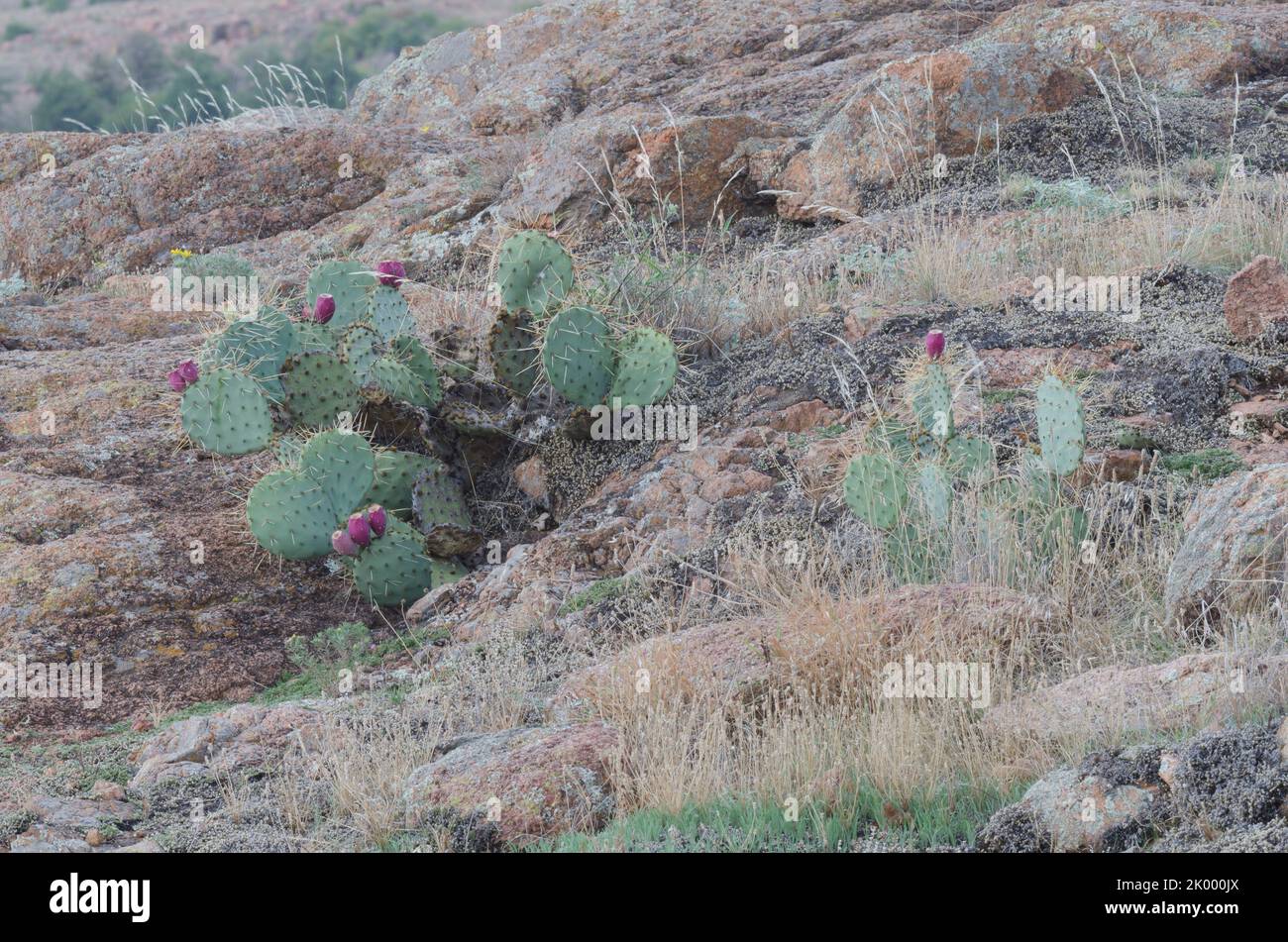 Prachtpfirsich, Opuntia macrorhiza, mit Früchten Stockfoto