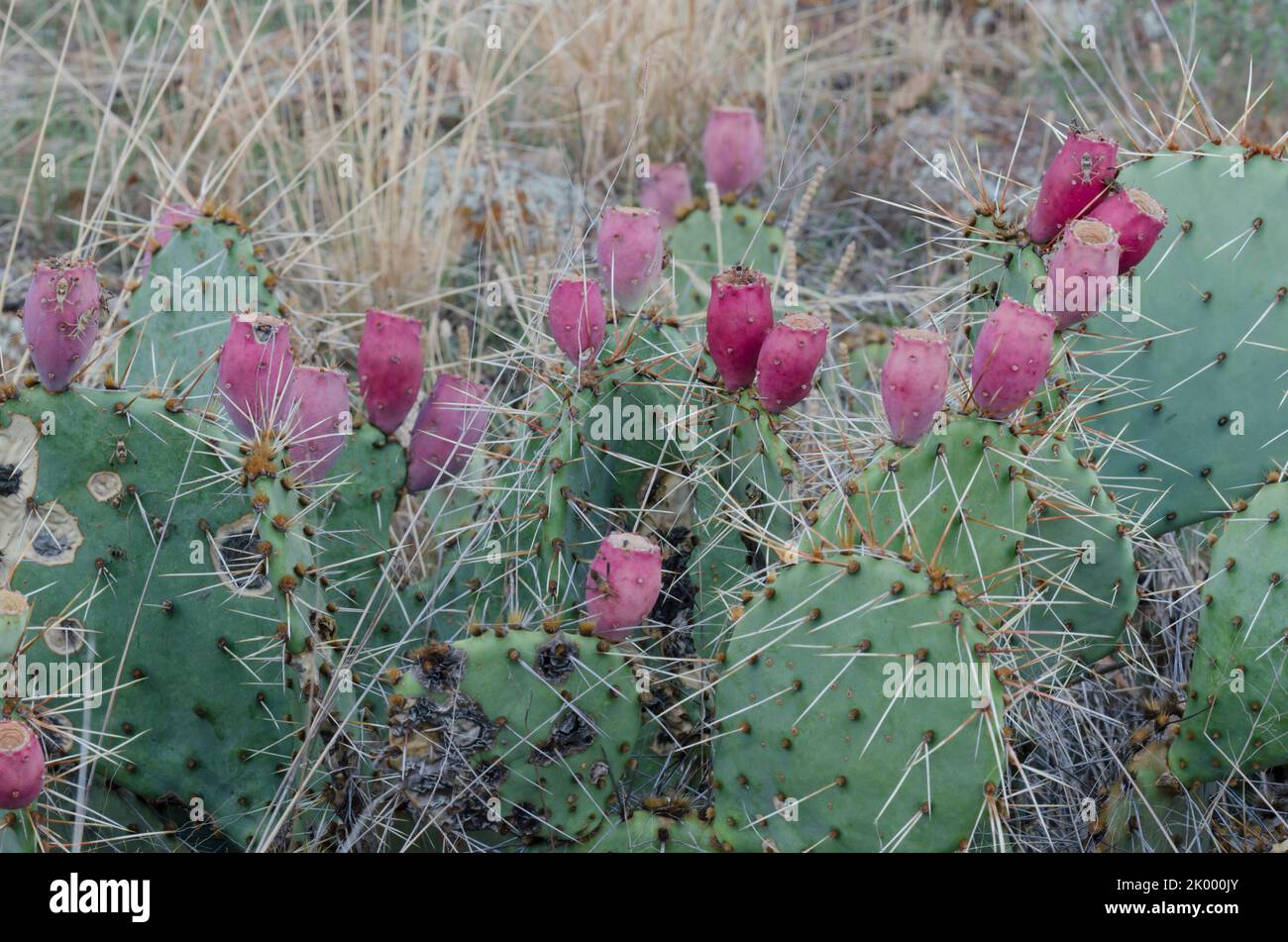 Prachtpfirsich, Opuntia macrorhiza, mit Früchten Stockfoto
