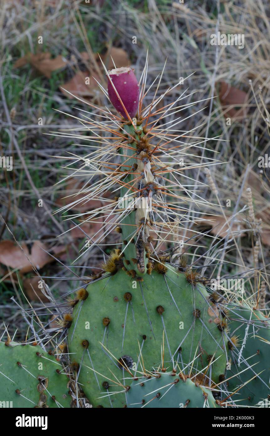 Prachtpfirsich, Opuntia macrorhiza, mit Früchten Stockfoto