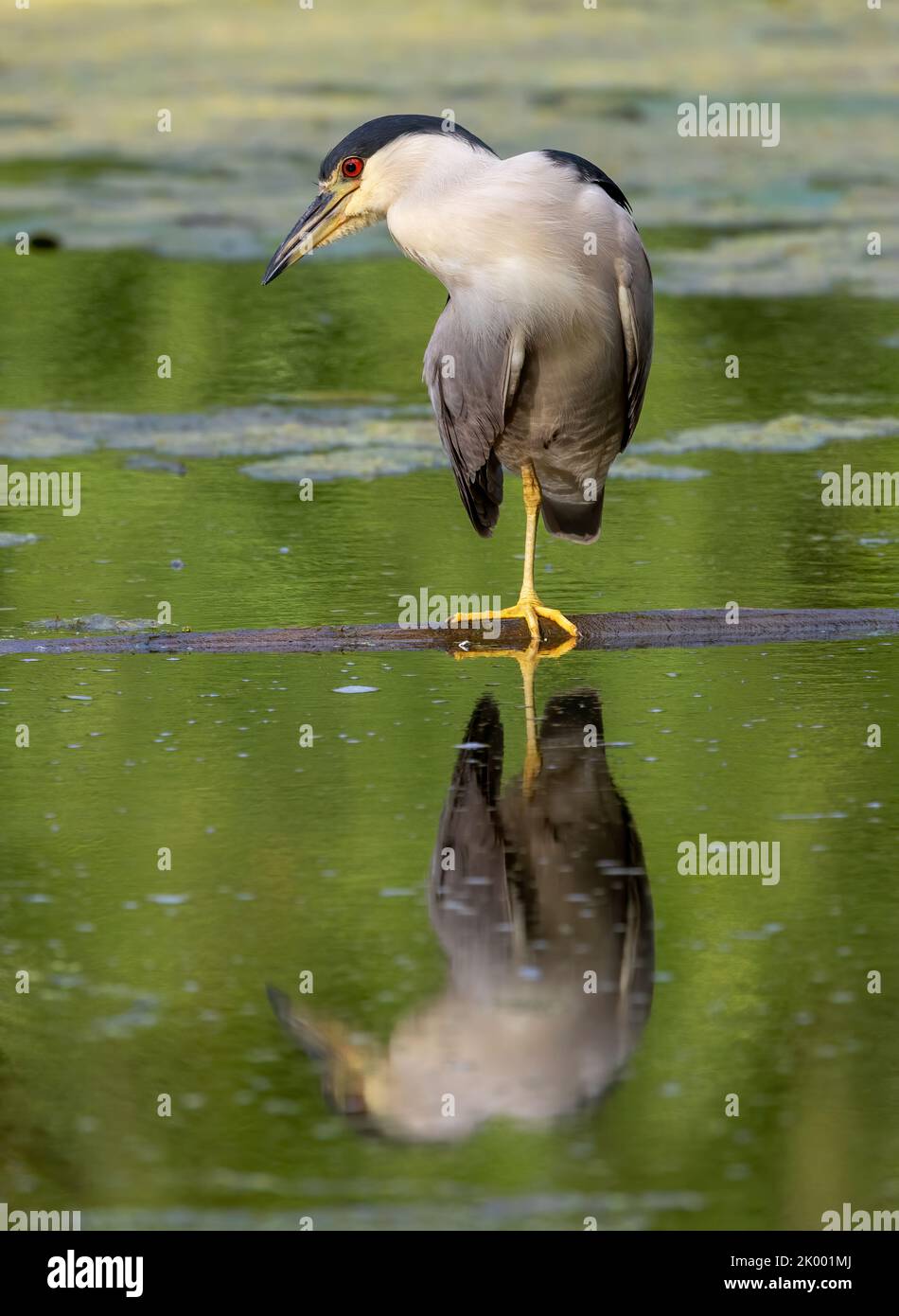 Es ist so, als ob der Vogel eine Curtsy macht. Schwarzkrönender Nachtreiher, der auf einem schwimmenden Baumstamm auf dem See im Stadtpark von Montreal steht. Stockfoto