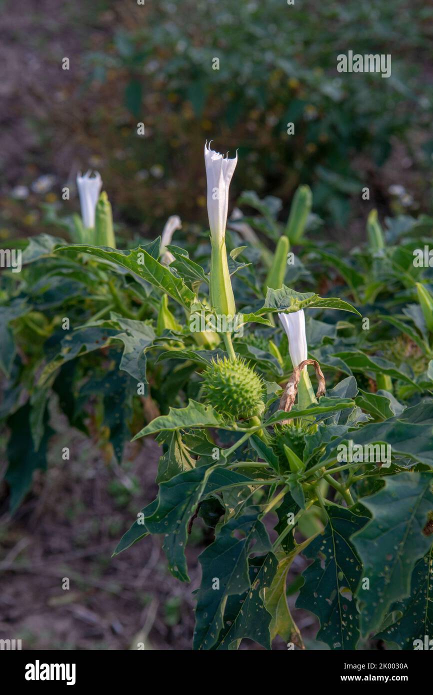 Halluzinogen Pflanze Teufels Trompete (Datura stramonium). Weiße Blume von Jimsonweed ( Jimson Weed ), Thorn Apfel oder Devil's Snare. Stockfoto