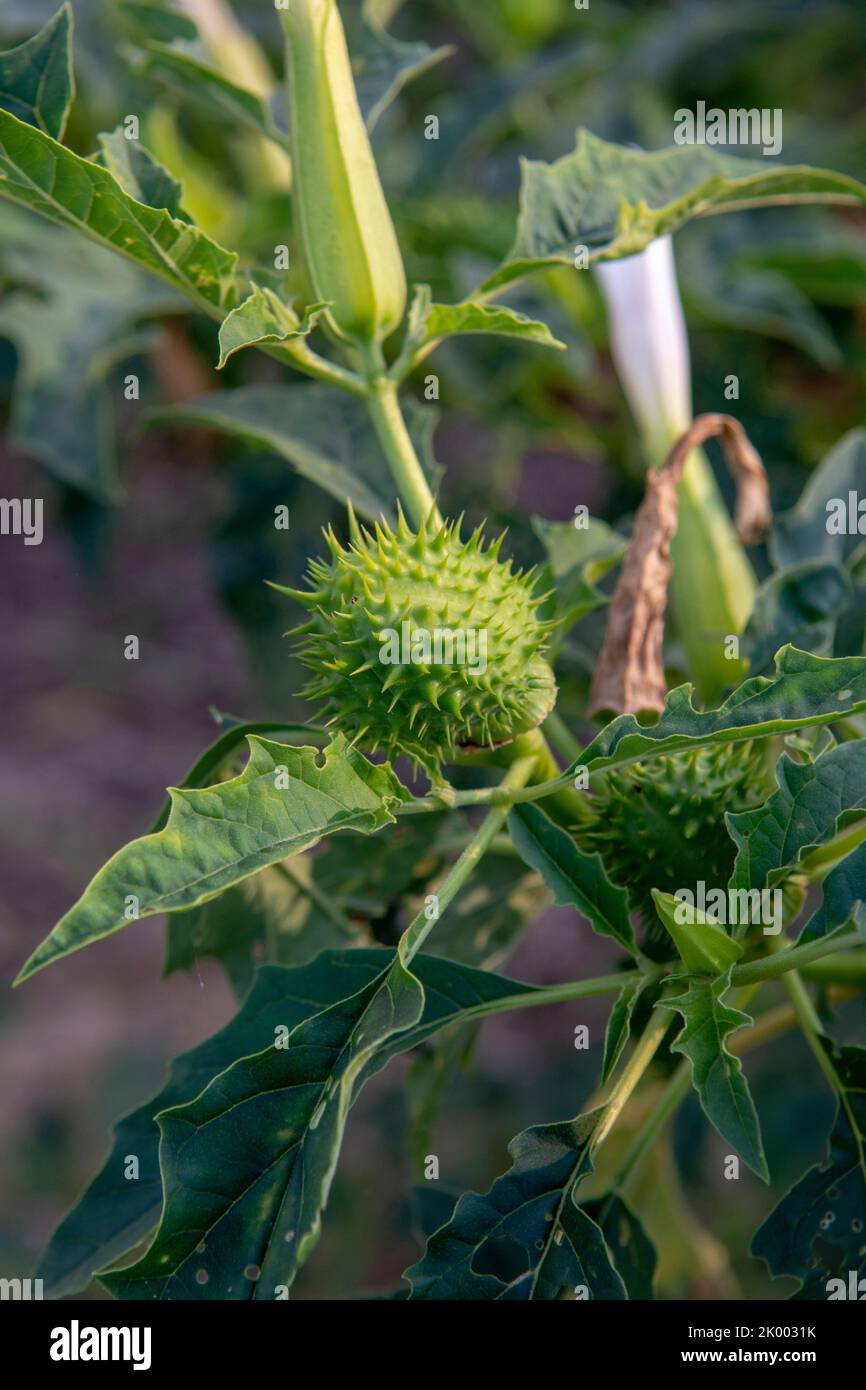 Halluzinogen Pflanze Teufels Trompete (Datura stramonium). Weiße Blume von Jimsonweed ( Jimson Weed ), Thorn Apfel oder Devil's Snare. Stockfoto