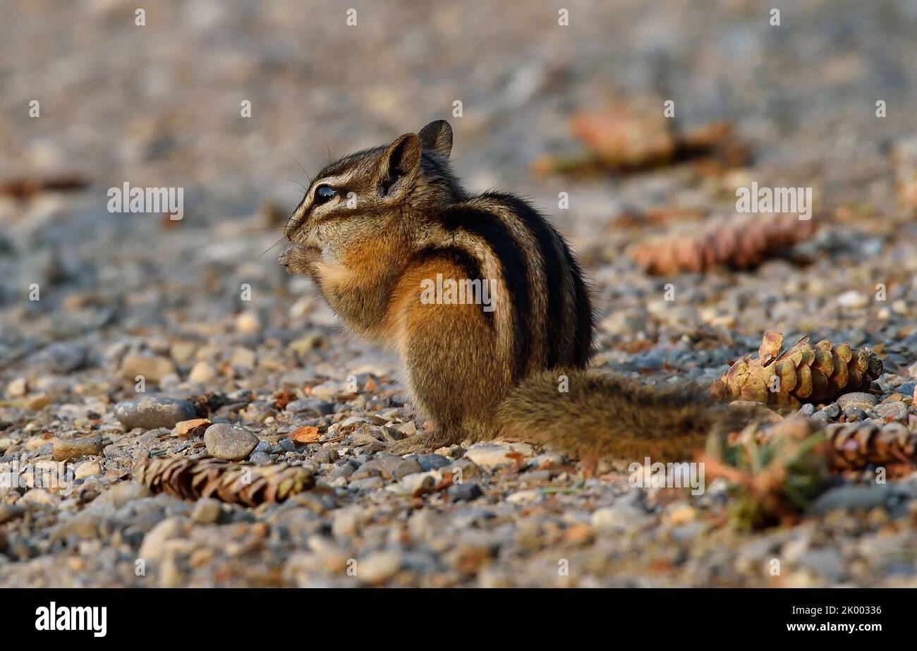 Ein wenig Chipmunk, 'Eutamias minimus', der sich von einigen Fichtenzapfen ernährt, die ein rotes Eichhörnchen von einer Fichte fallen gelassen hat. Stockfoto