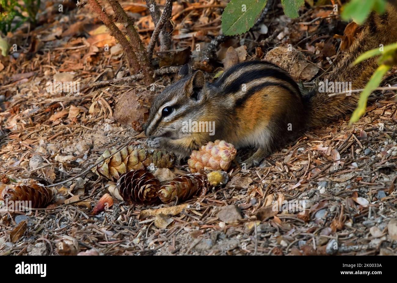Ein wilder, am wenigsten chippmunk, 'Eutamias minimus', der durch Fichtenzapfen sauert, dass ein rotes Eichhörnchen von einer Fichte abgefallen ist. Stockfoto
