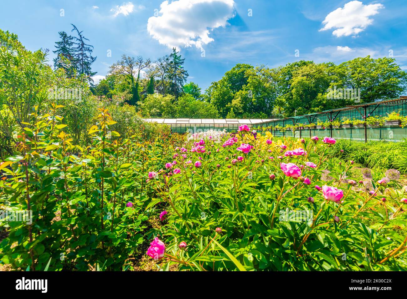Blumenfeld in Blüte mit Gewächshaus im Hintergrund. Sommertag im Garten, blauer Himmel. Stockfoto