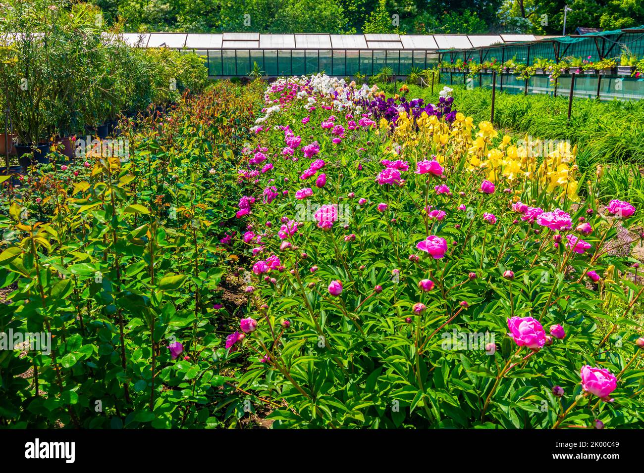 Blumenfeld in Blüte mit Gewächshaus im Hintergrund. Sommertag im Garten, blauer Himmel. Stockfoto