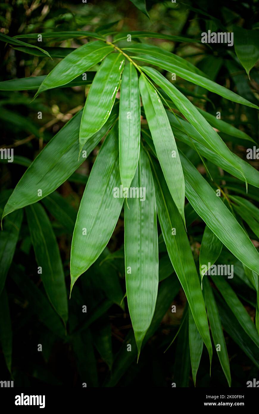 Grüne Bambusblätter leben wild in der Natur Stockfoto