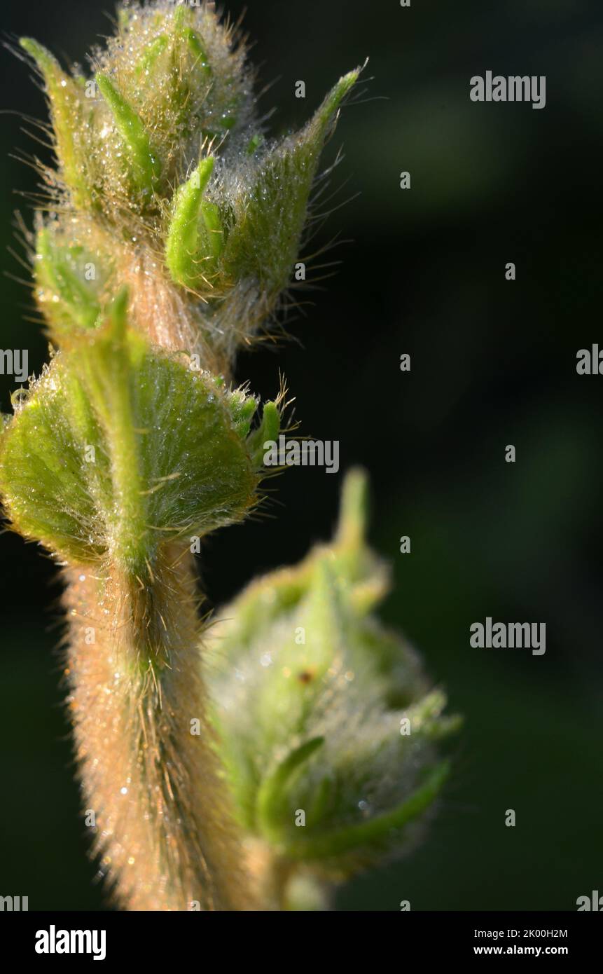 behaarte Pflanze Stockfoto