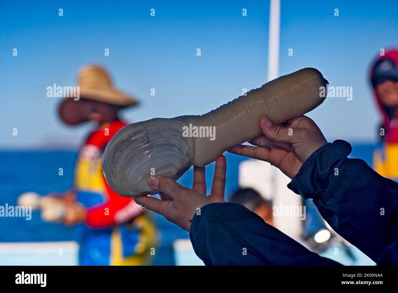 Hände, die eine große pazifische Geoduck-Muschel in einem Fischerboot zeigen Stockfoto