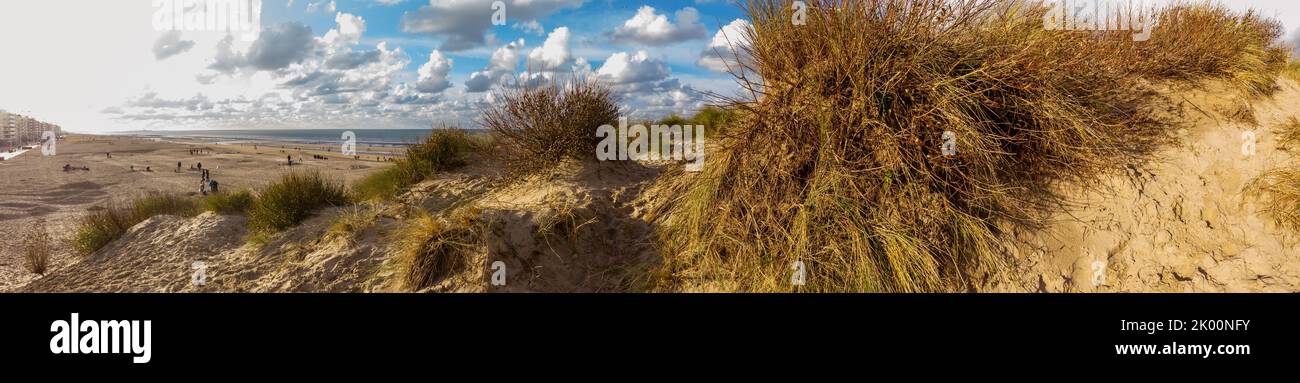 Hochwinkelpanorama von einer Düne mit Sägegras am Strand von Koksijde an der belgischen Küste in warmem Herbstlicht Stockfoto