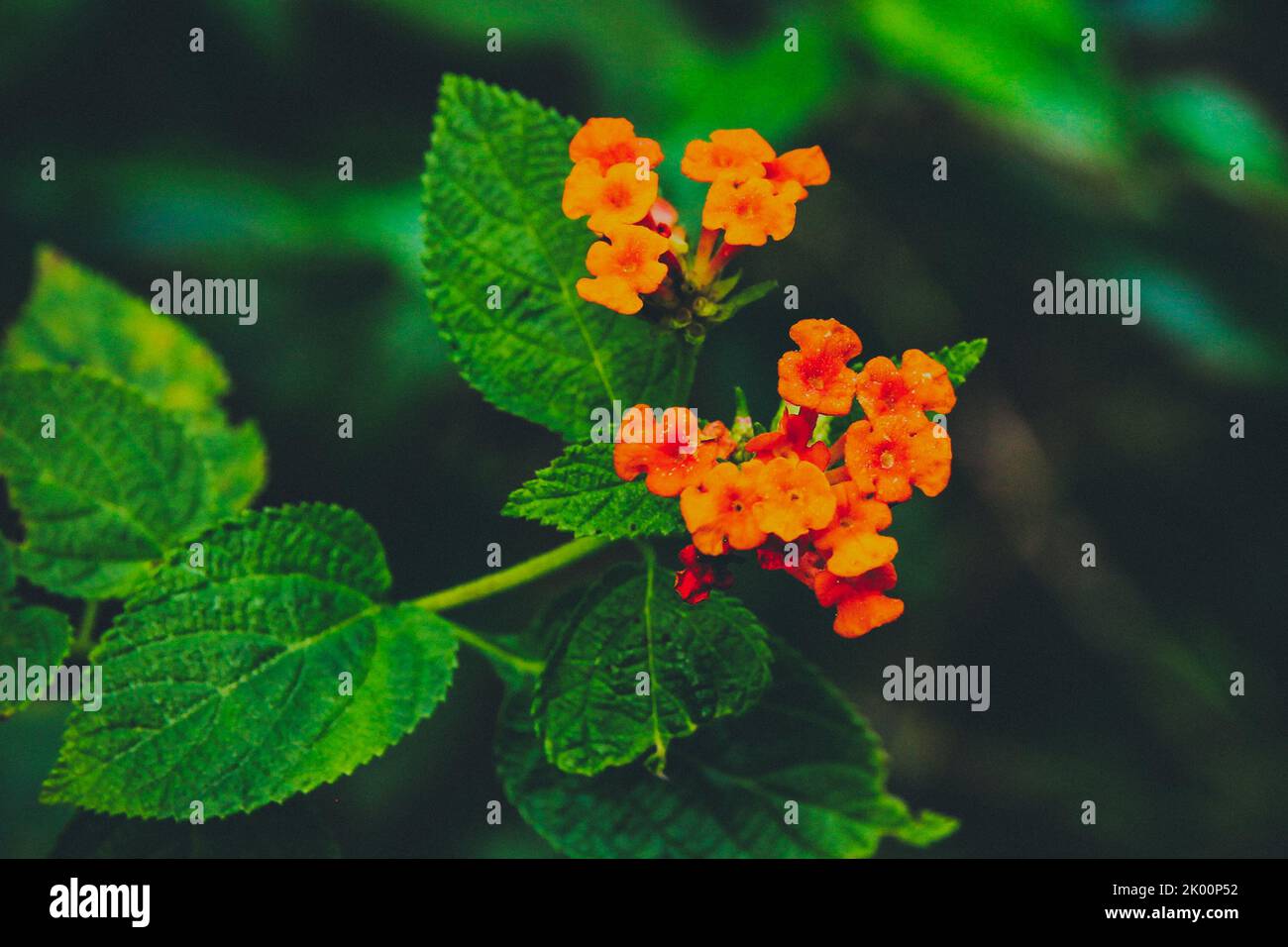 Sri-lankische Wilderblüte Stockfoto