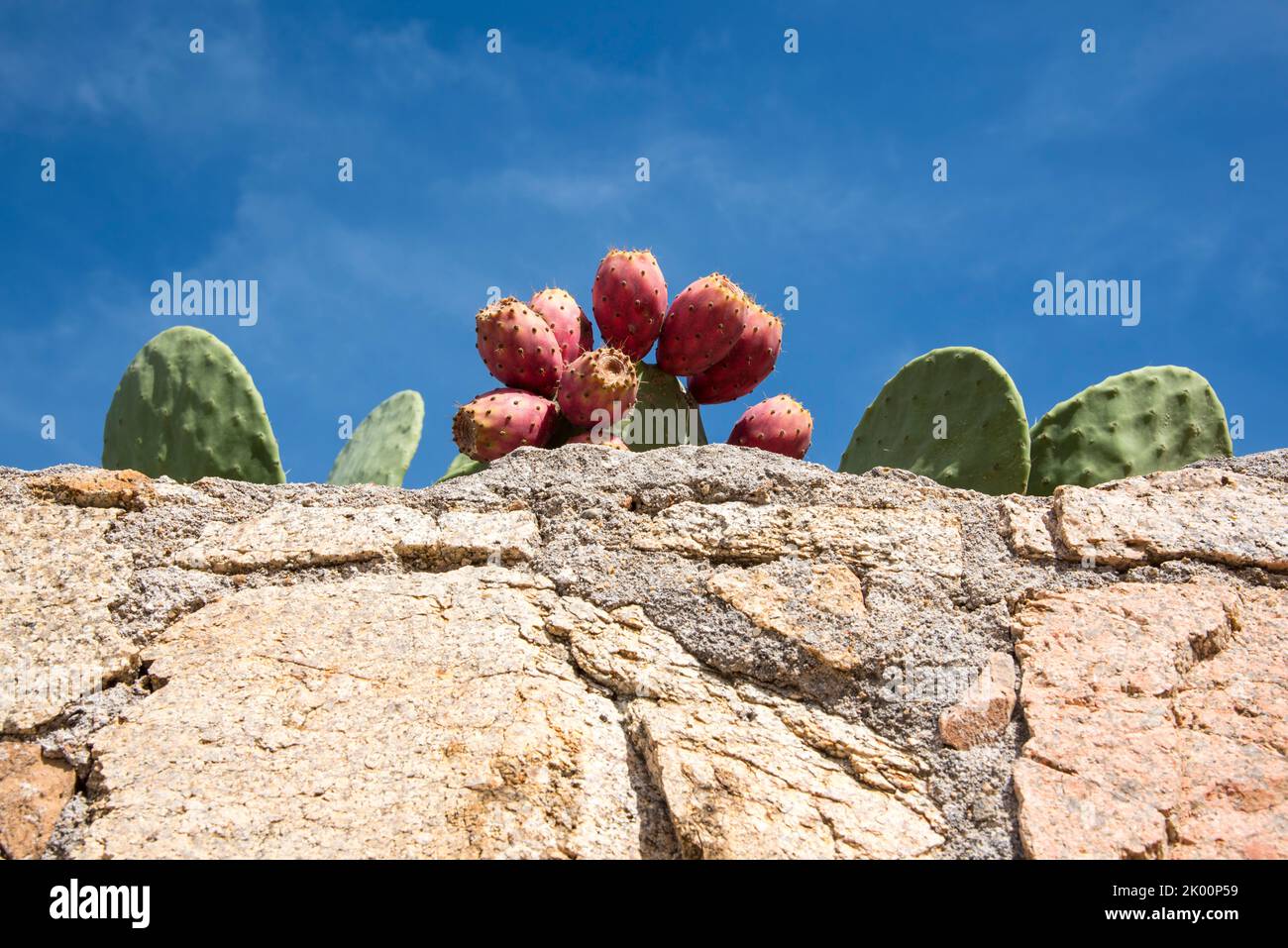 Ficus indica, fico d'India, Kaktus Stockfoto