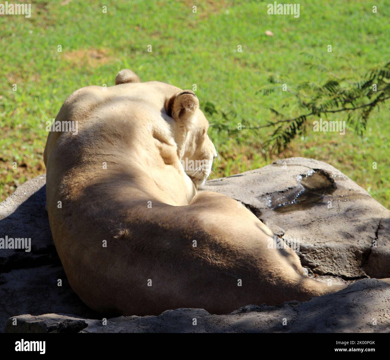 Weiße afrikanische Löwin (Panthera leo krugeri), die sich nach einer herzhaften Mahlzeit in einem Zoo ausruhte : (Pix SShukla) Stockfoto