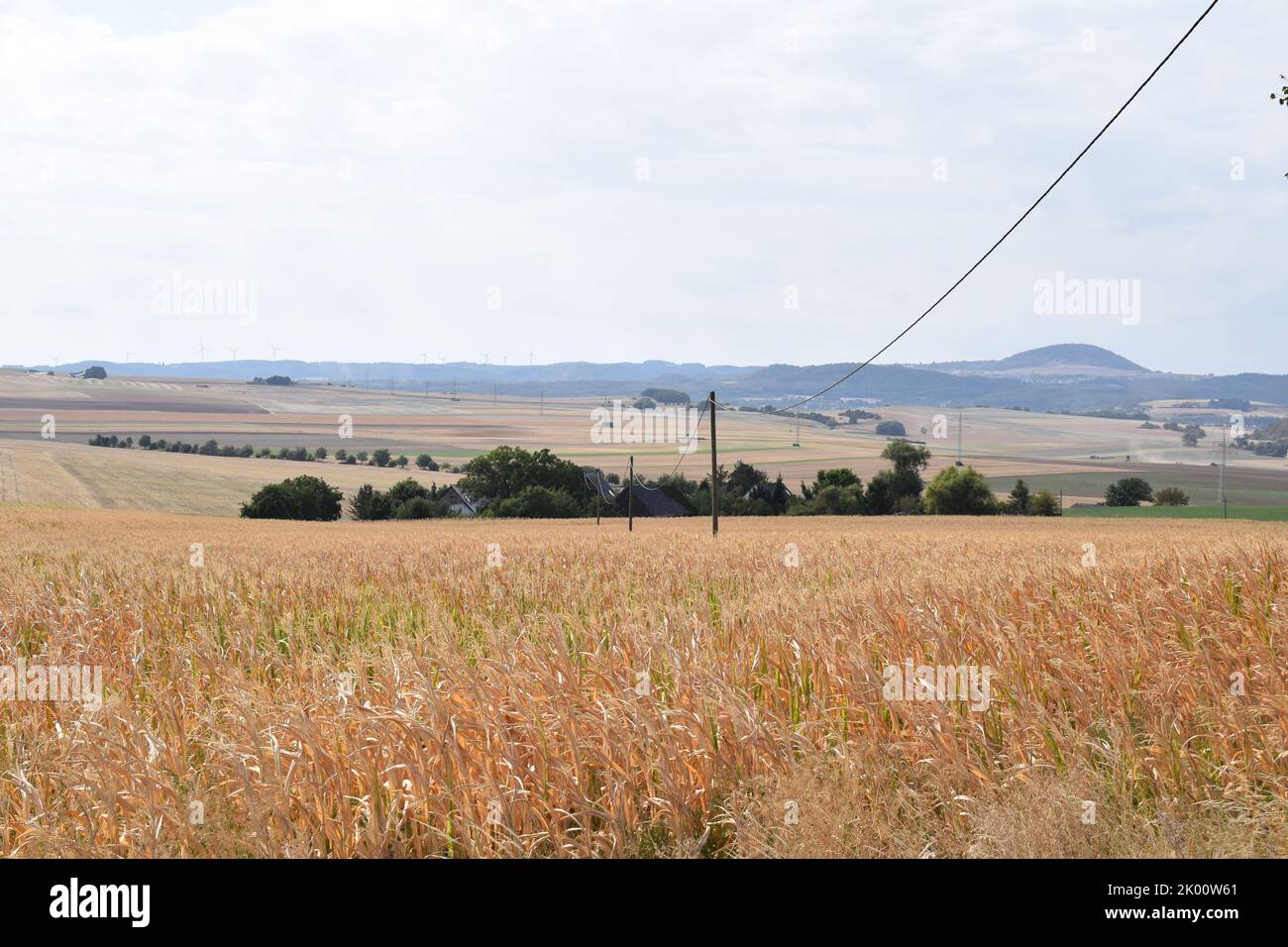 Weite Maisfelder in der Eifel Stockfoto