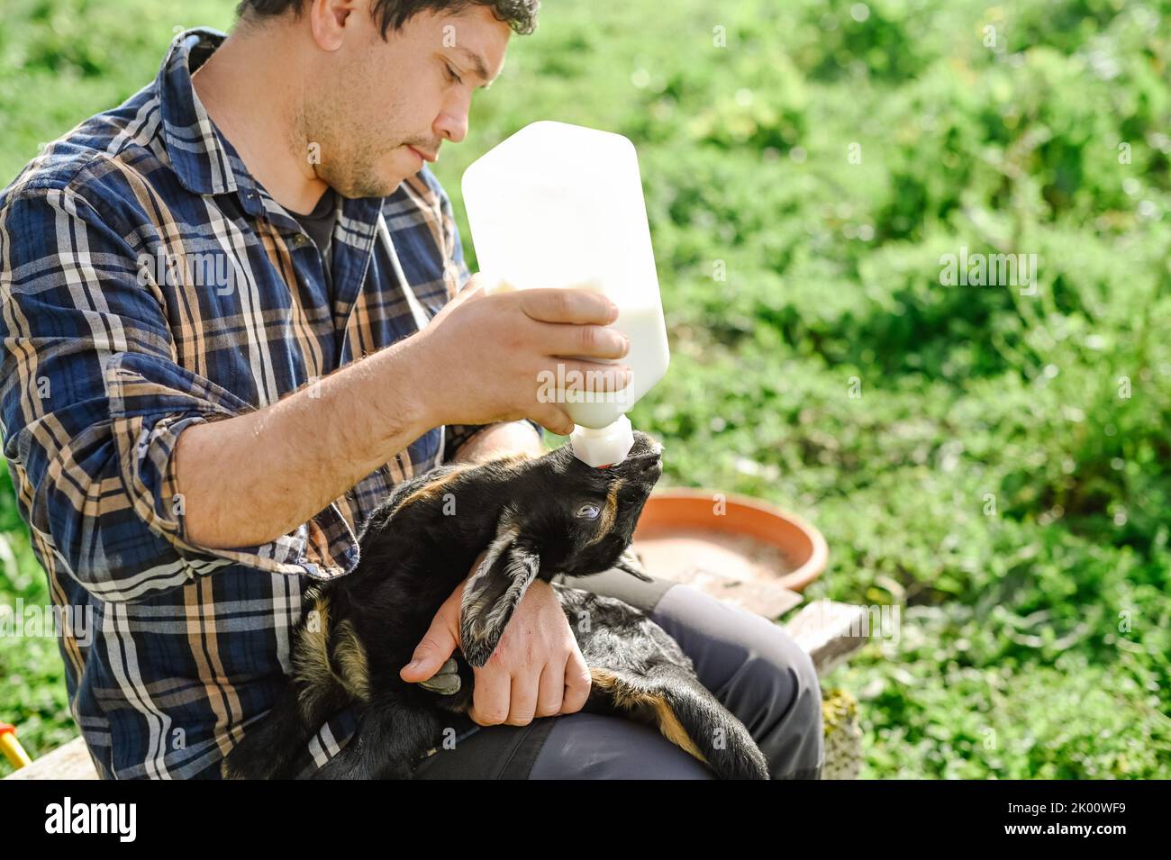 Ernte männlichen Landwirt Fütterung Ziege mit Milch Stockfoto