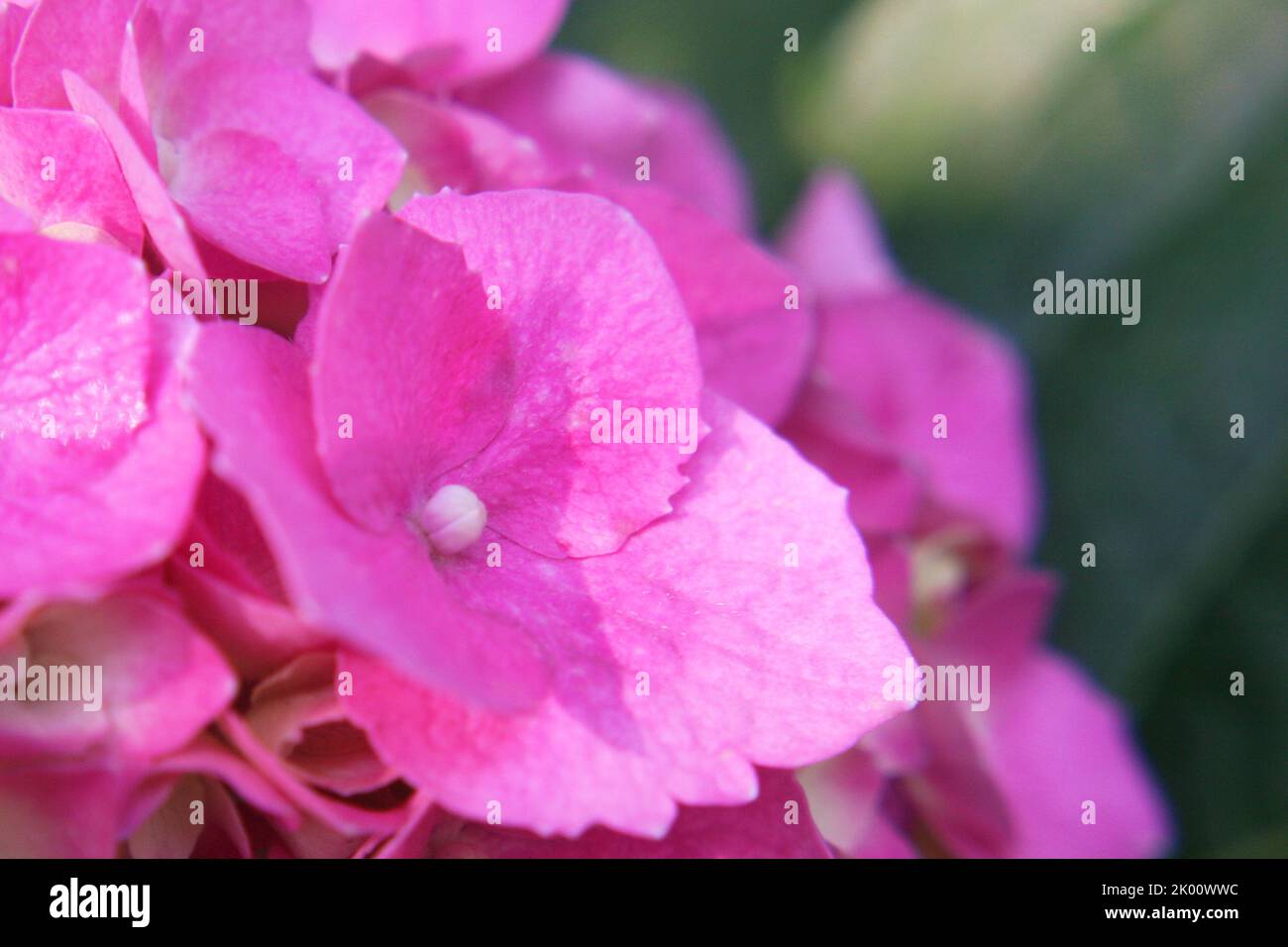 Leuchtend rosa bigleaf Hortensia oder Französisch Hortensia oder lacecap Hortensia oder Penny mac oder Hortensia (Hortensia macrophylla) Blüten in der Nähe Stockfoto