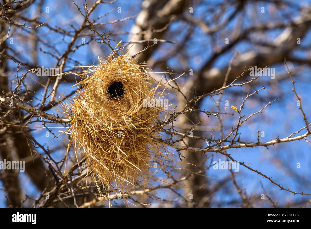 Vogelnest, Central Kalahari Game Reserve, Botswana Stockfoto