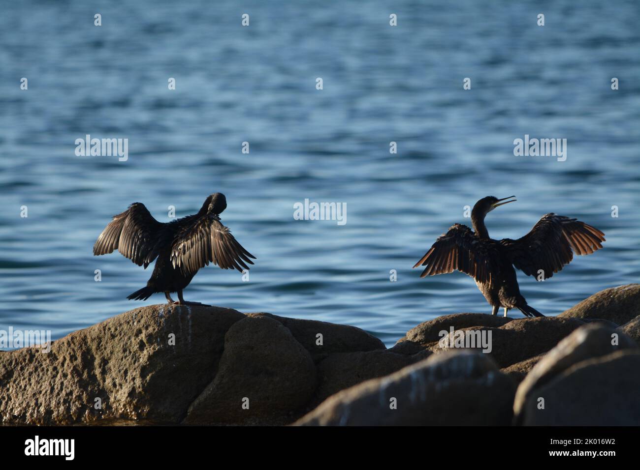 Marangone dal ciuffo, uccello marino Stockfoto