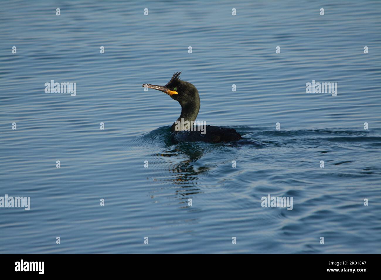 Marangone dal ciuffo, uccello marino Stockfoto