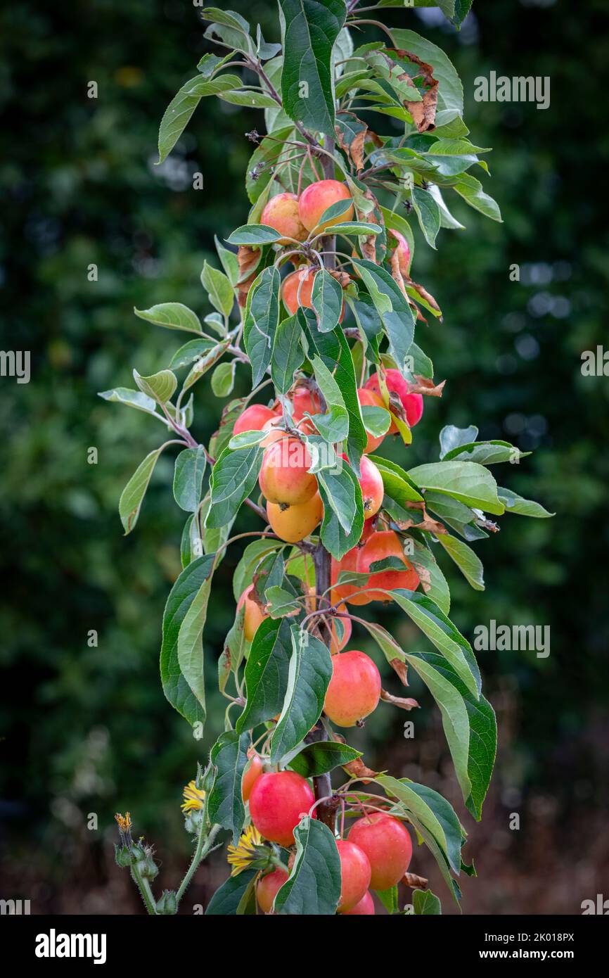 Ein kleiner Pflaumenbaum in einem Garten Stockfoto