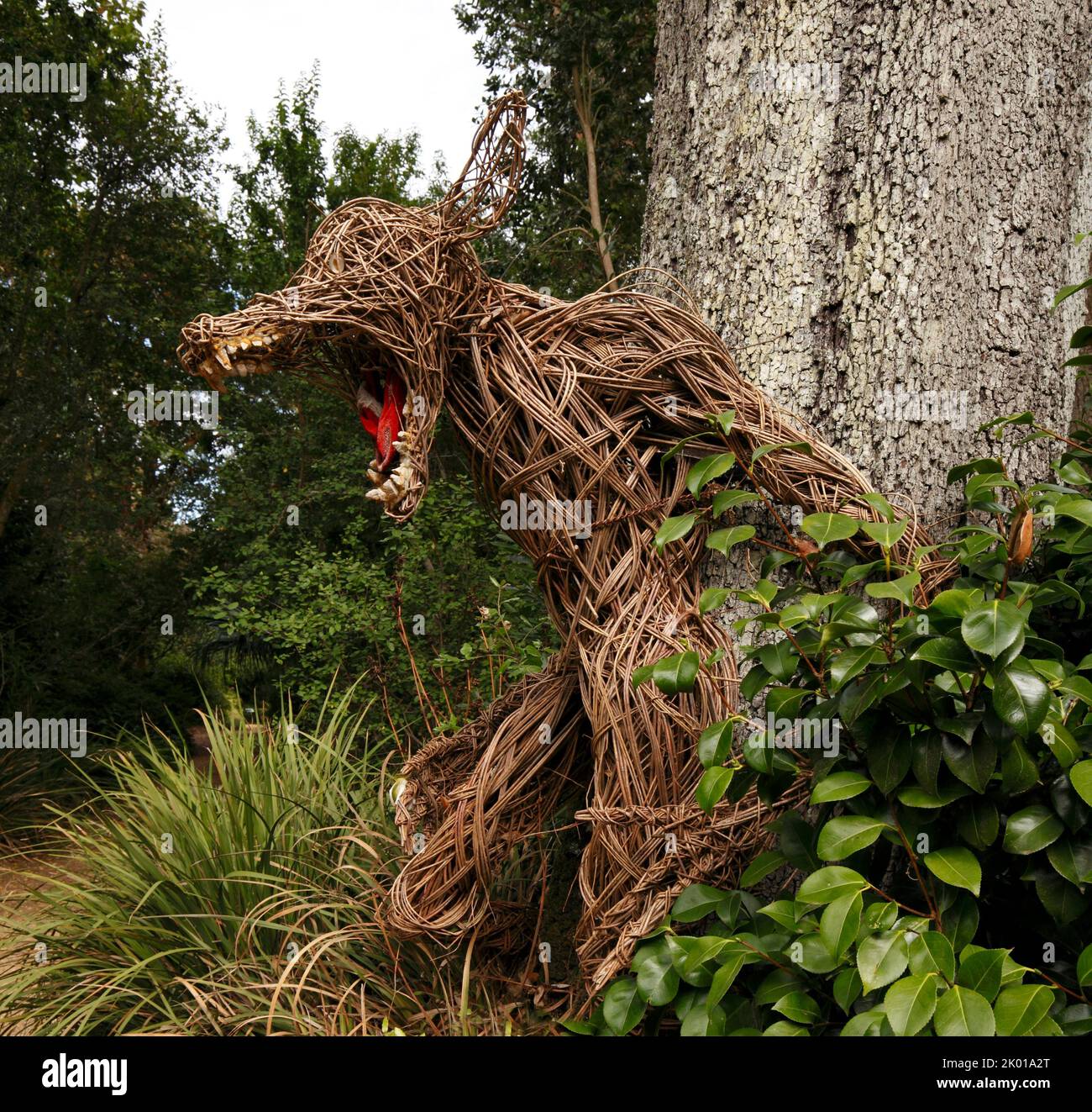 Wicker Wolf aus verdrehten Weidenstreifen gefertigt. Märchen. Was für große Zähne.....Abbotsbury subtropische Gärten Stockfoto